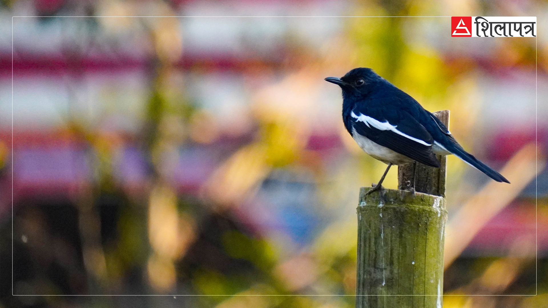 birds-on-thangsang-(6)-1736928135.jpg