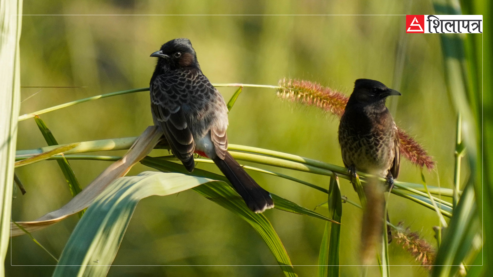 birds-on-thangsang-(7)-1736928135.jpg