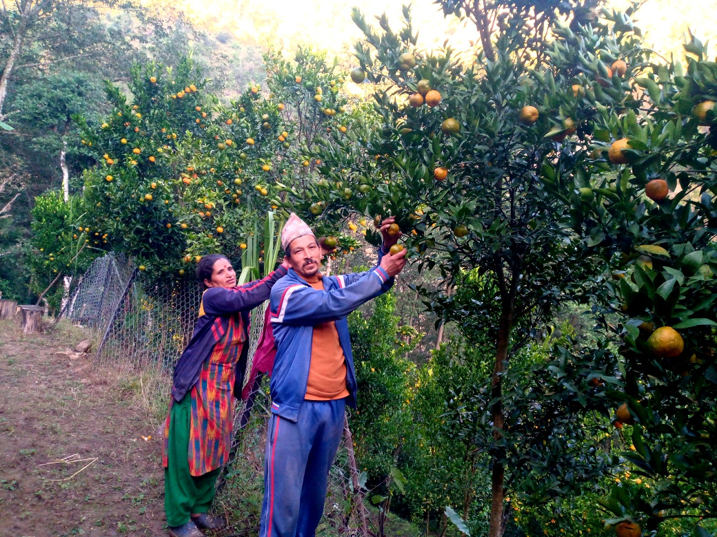 कृषि पेसामा रमाएका खड्का दम्पती