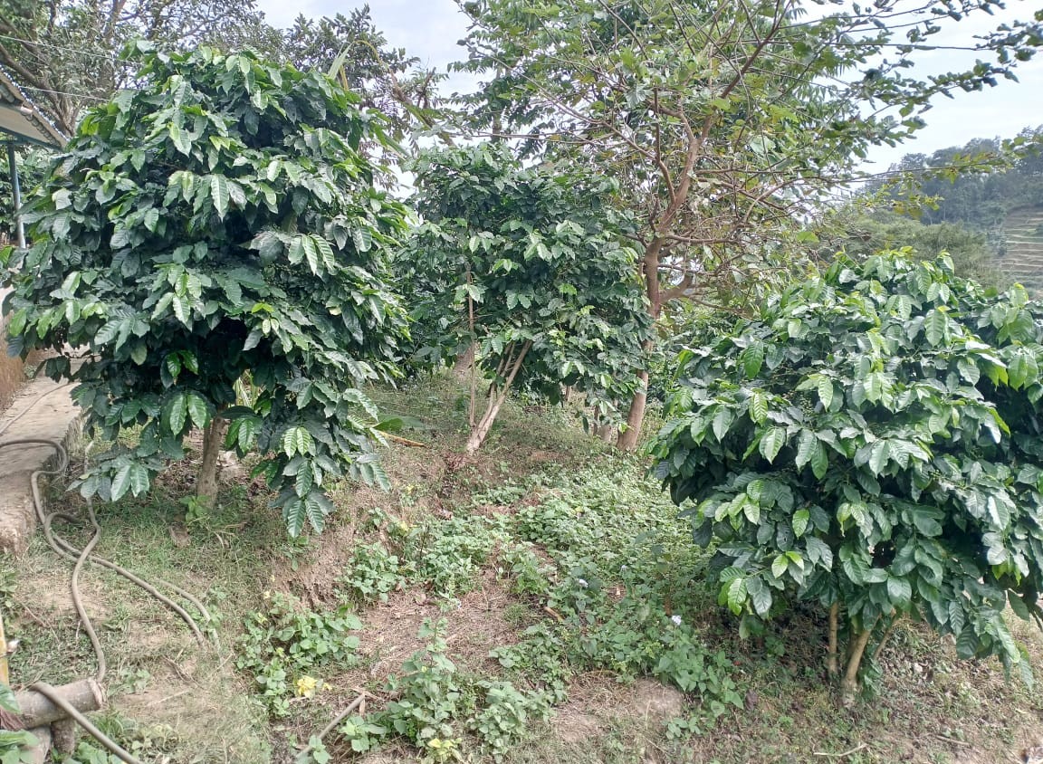 coffi-kheti-(4)-1749882399.jpeg