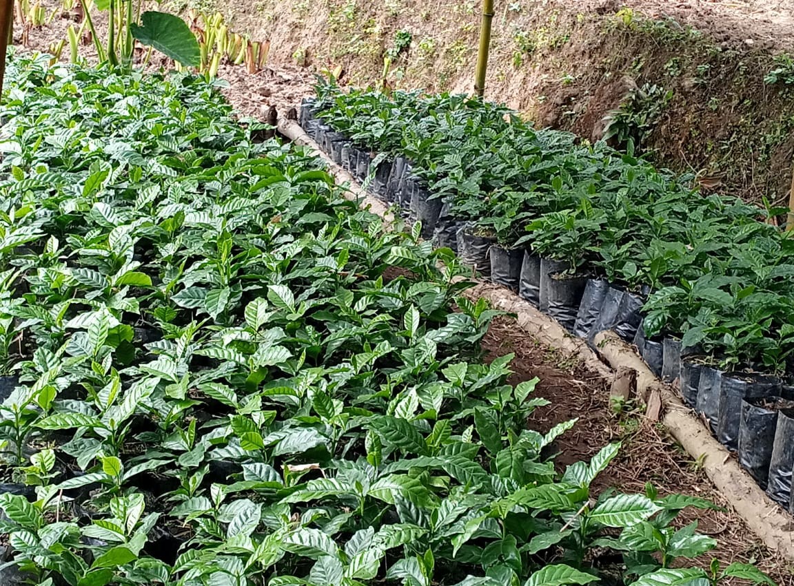 coffi-kheti-(6)-1749882455.jpeg