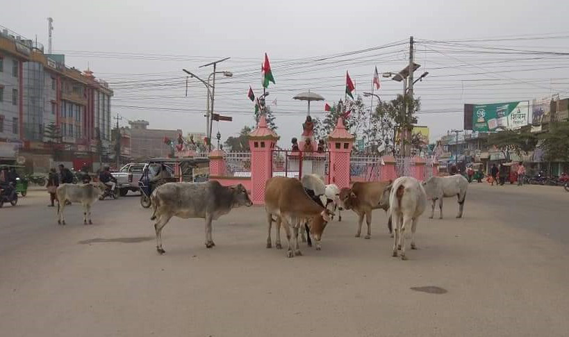 लहान बजारमा छाडा चौपाया आतंक, व्यवस्थापन गर्न स्थानीय सरकार उदासीन