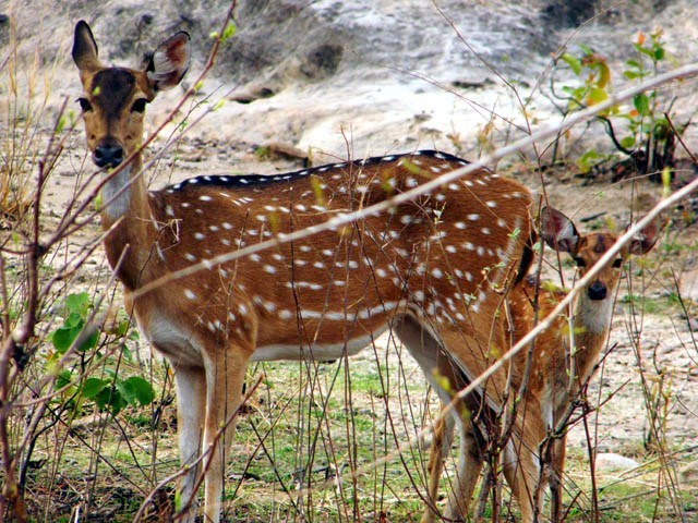 मुस्ताङमा चार कस्तुरी र एउटा फ्याउरो मृत फेला