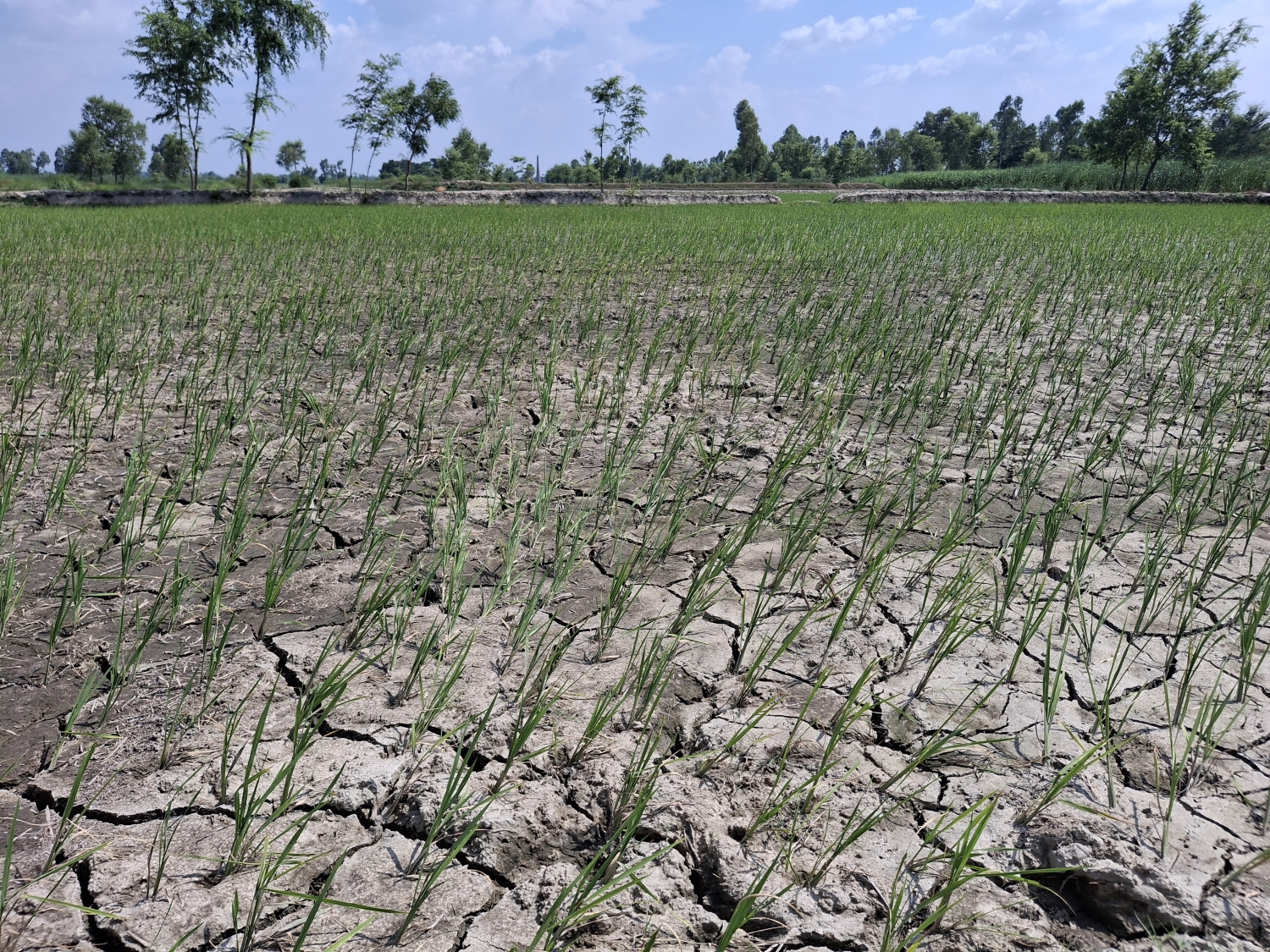 खडेरीले धान उत्पादन घट्ने चिन्ता, आकाशेपानीकै भरमा मधेशमा ५१ प्रतिशत रोपाइँ 