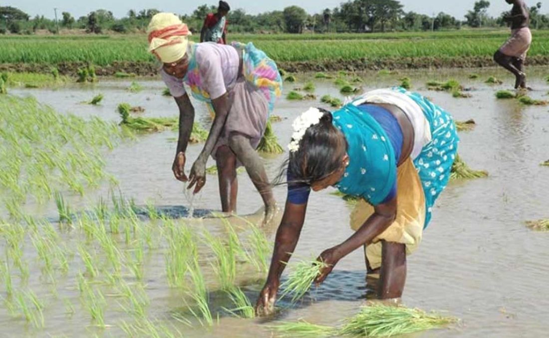 ताप्लेजुङमा ४५ प्रतिशत रोपाइँ