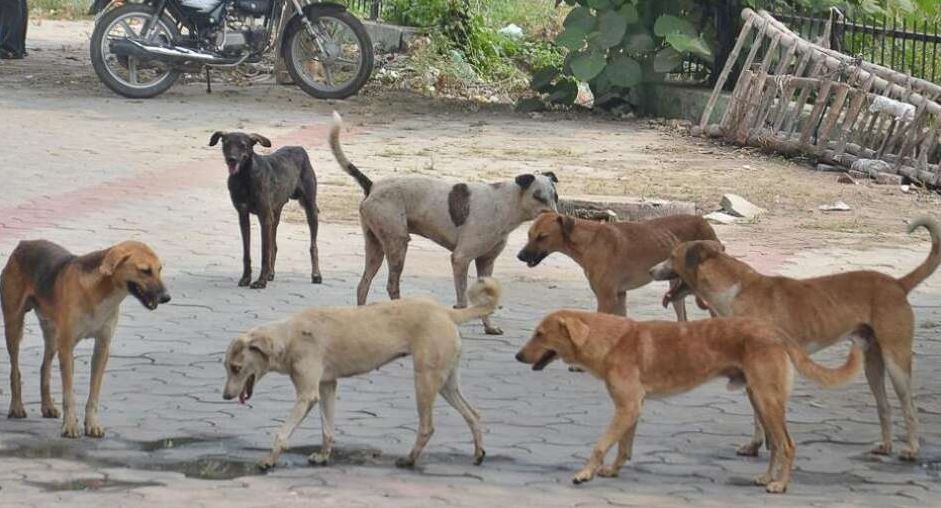 बुटवलमा कुकुर र सर्पकाे बिगबिगी