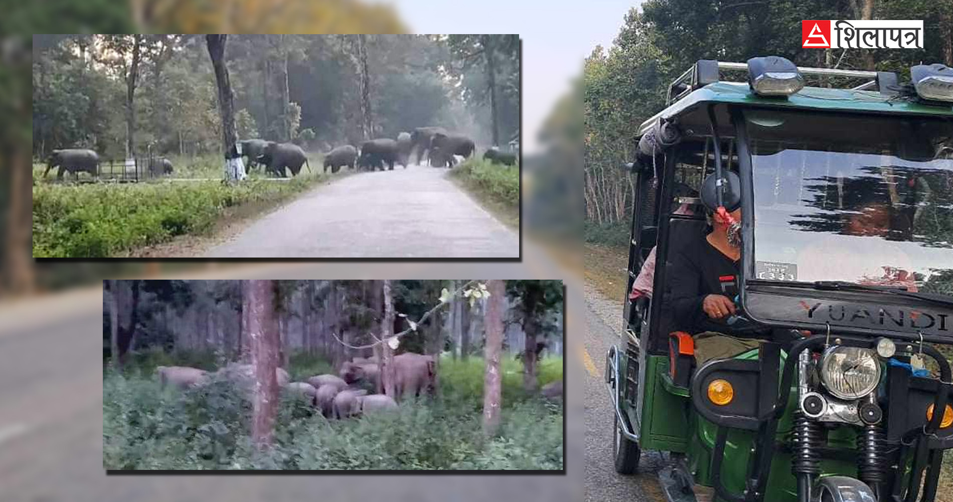 सन्तानको पिरले एकै ठाउँ रोकिए जंगली हात्ती, विज्ञ भन्छन्–याे त नाैलाे अनुभव भयाे