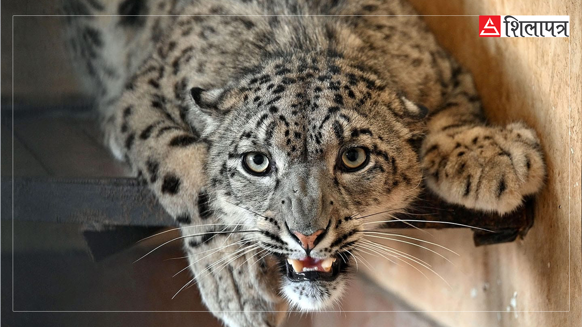him-chituwa-snow-leopard-(2)-1718084681.jpg