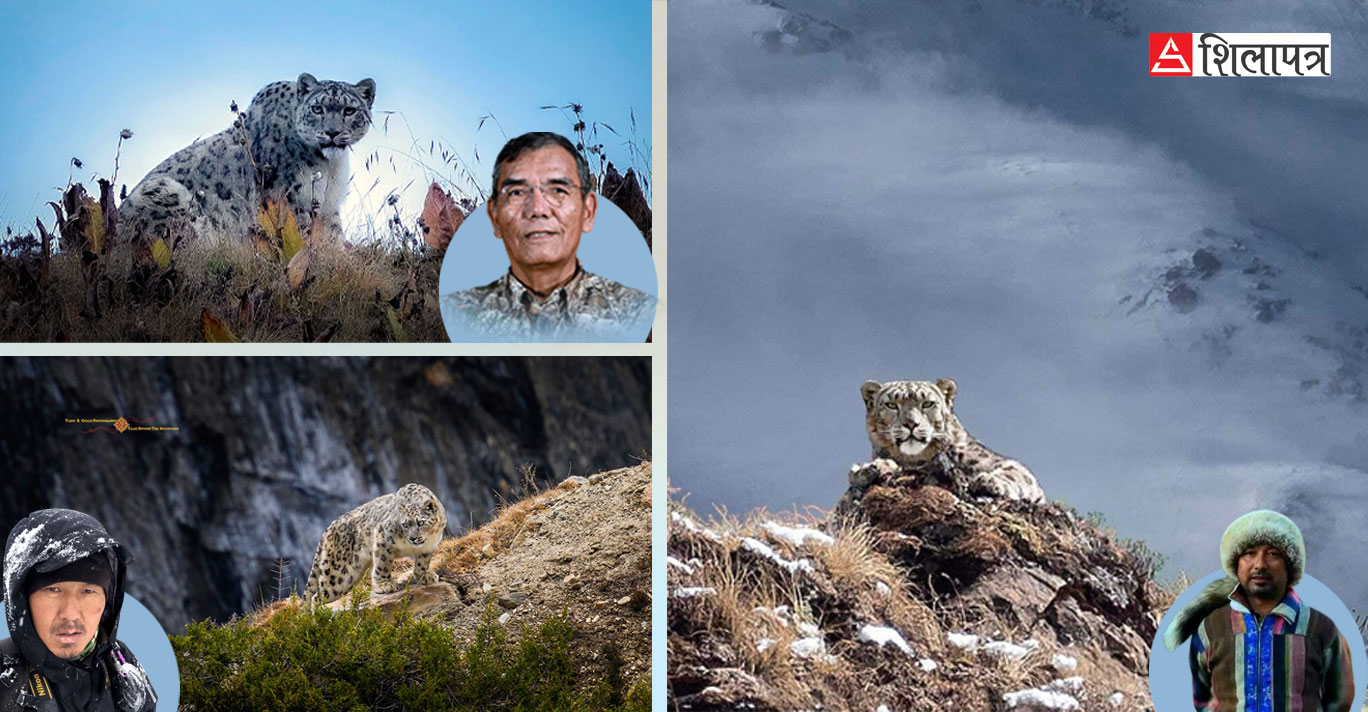 अमेरिकी कितियाभन्दा पहिले हिउँ चितुवाका सुन्दर तस्वीर खिचिसकेका नेपाली फोटोग्राफरहरू