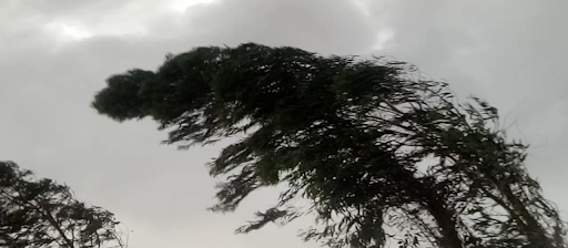 हुरीसहितको वर्षाले हिउँलेबालीमा क्षति