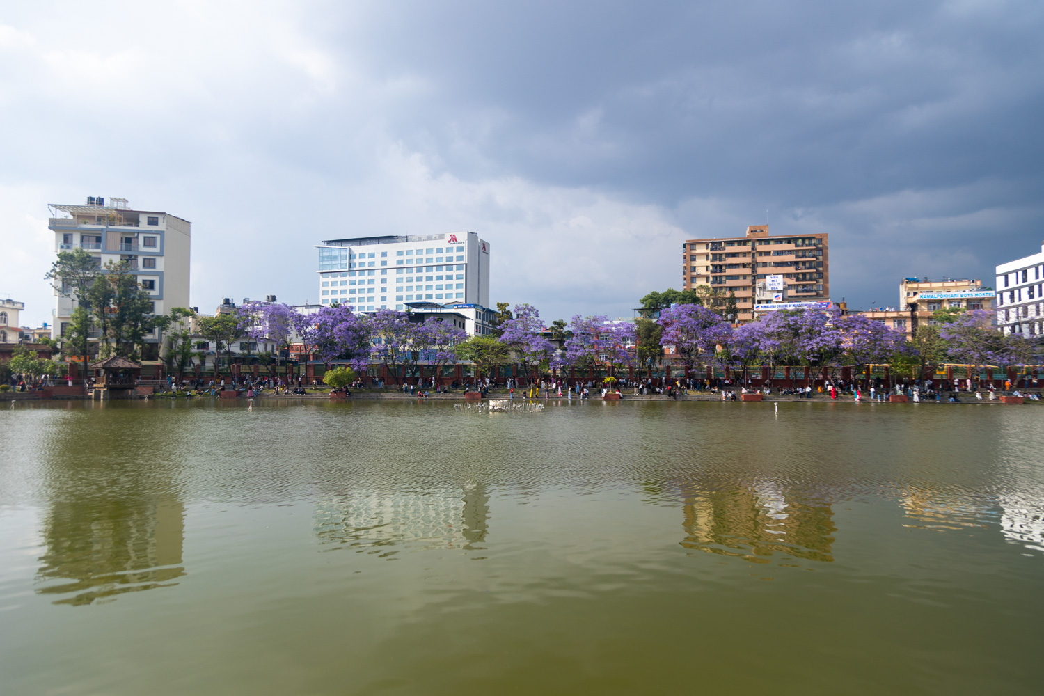 kamalpokhari-jakaranada_Nepal-photo-library-(10)-1778416751.jpg