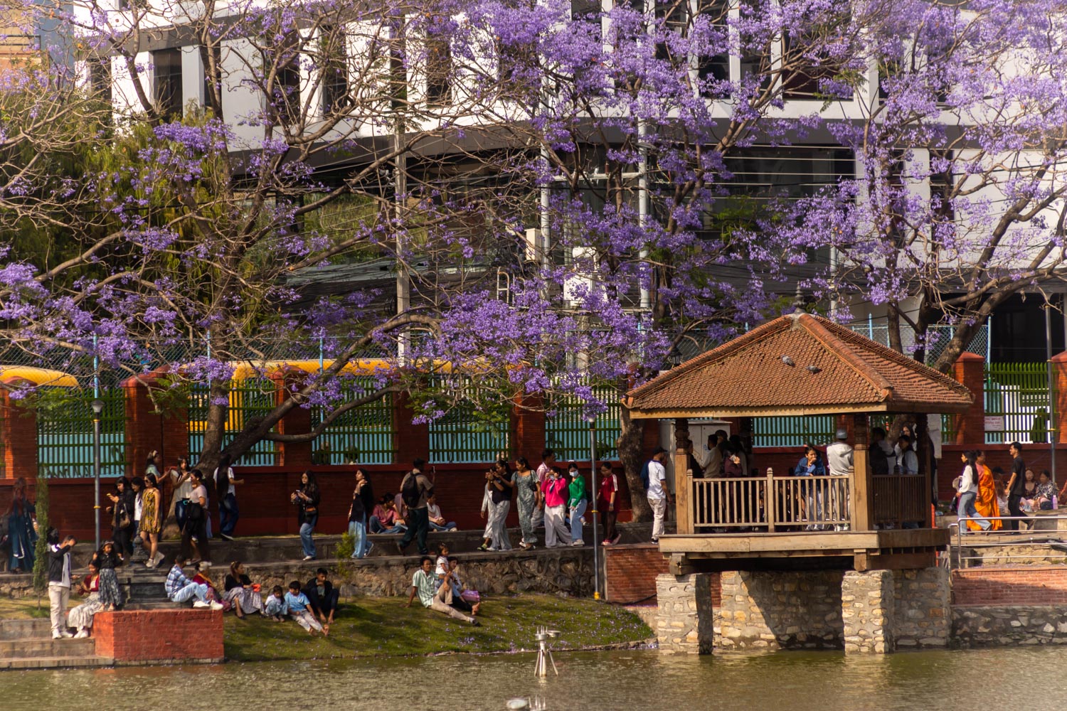kamalpokhari-jakaranada_Nepal-photo-library-(12)-1778416751.jpg