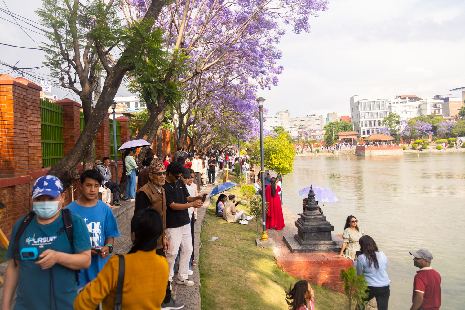 kamalpokhari-jakaranada_Nepal-photo-library-(14)-1778416752.jpg