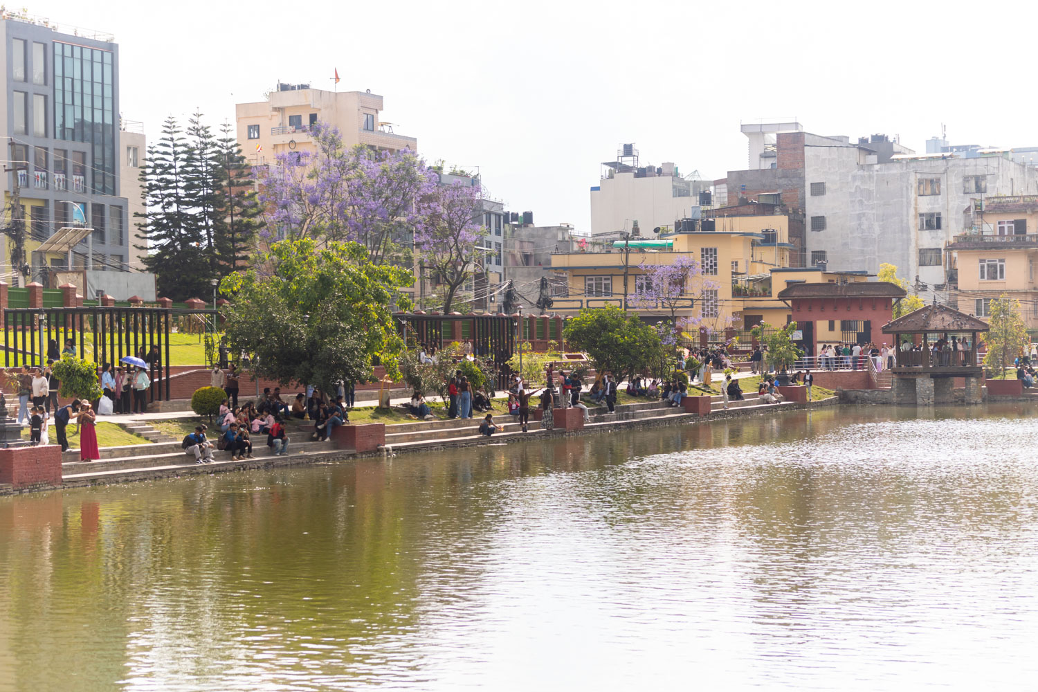 kamalpokhari-jakaranada_Nepal-photo-library-(5)-1778416749.jpg