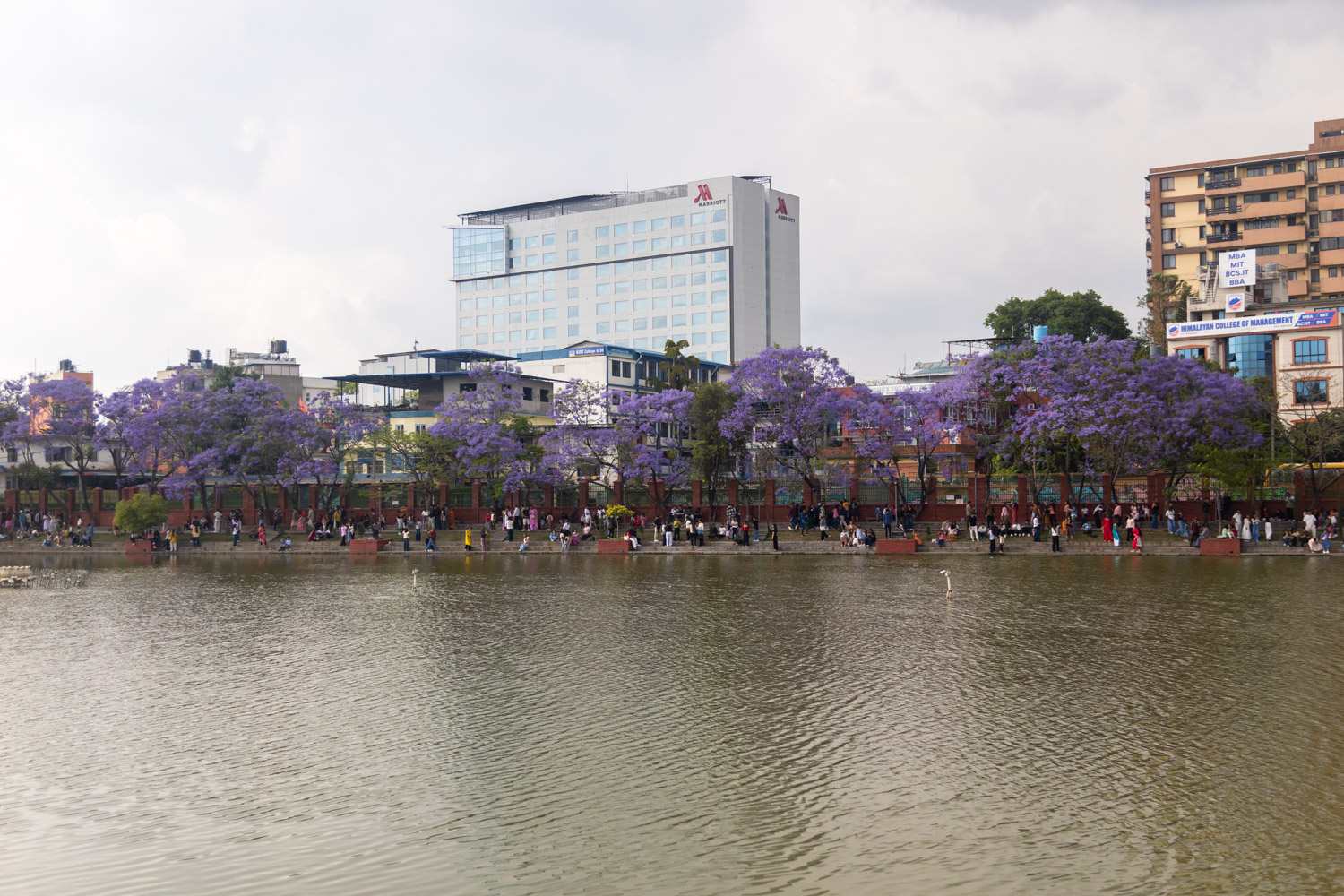 kamalpokhari-jakaranada_Nepal-photo-library-(8)-1778416750.jpg