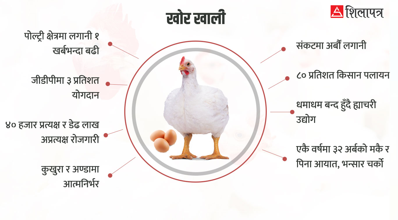 करकेन्द्रित सरकारी नीतिले पोल्ट्रीको १ खर्ब धरापमा, डेढ लाख रोजगारी गुम्ने जाेखिम (भिडियोसहित)