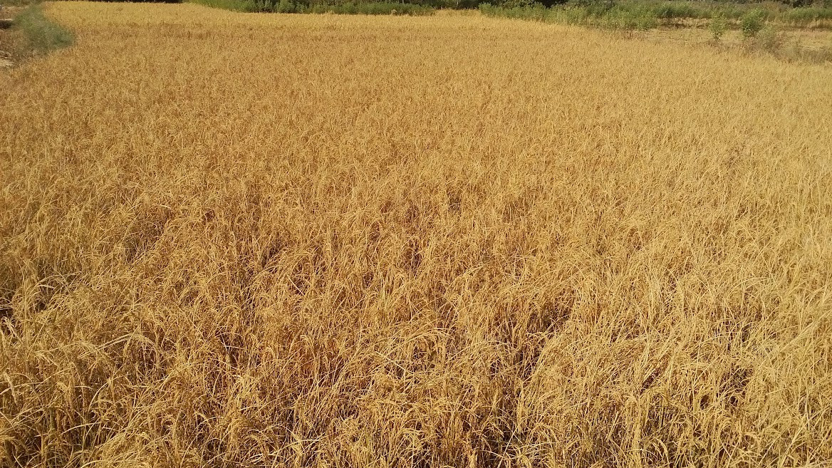 मधेशमा किन घट्याे धानकाे उत्पादन ?