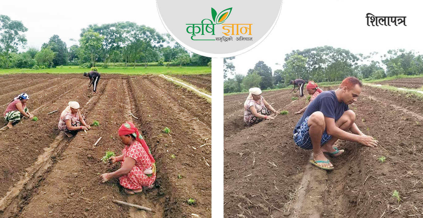 ट्राभल एजेन्सी बन्द गरेर बारी पसेका दीपकले कमाउँछन् महिनैपिच्छे एक लाख