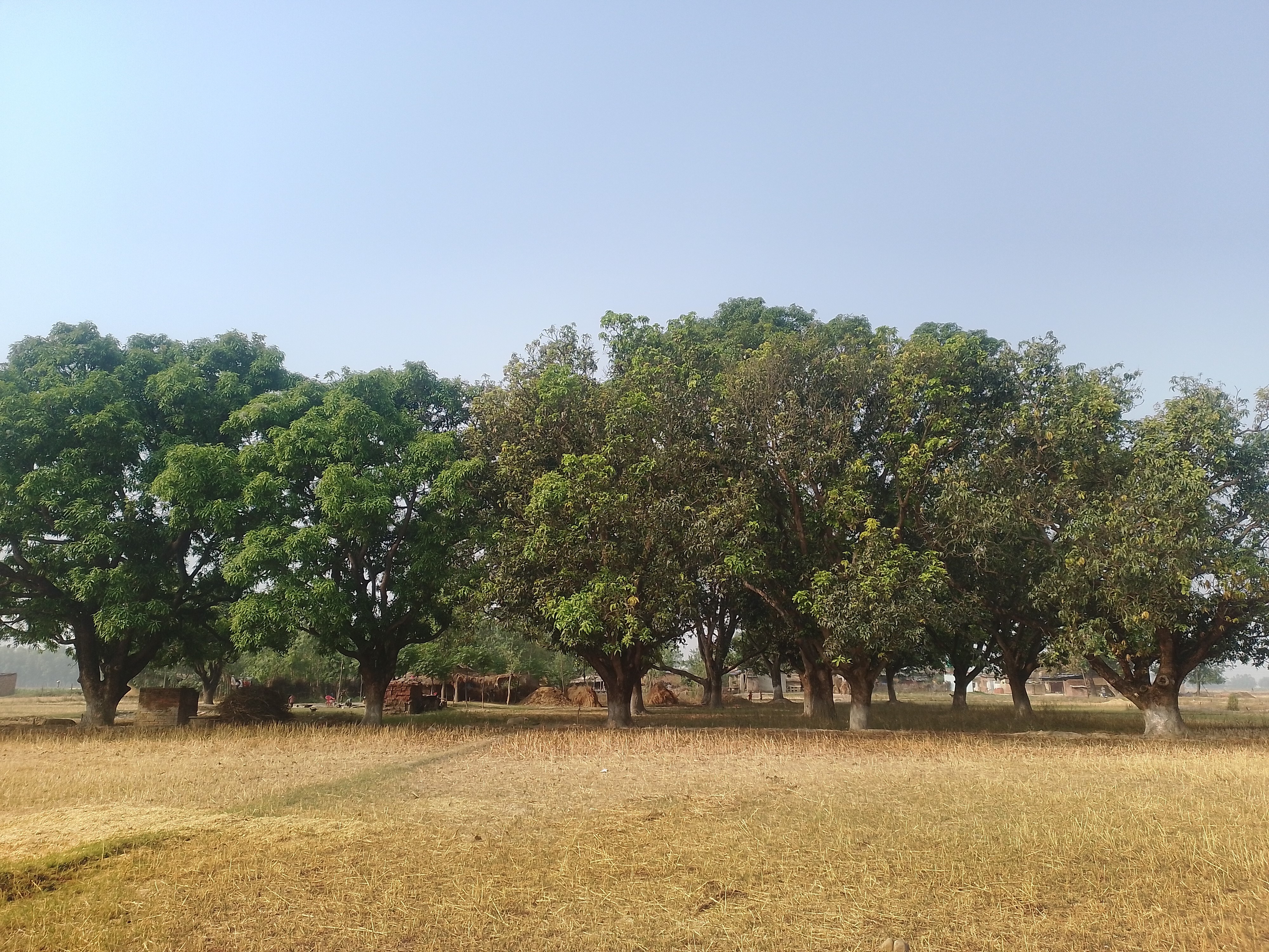 आँपमा मधुवा रोगको समस्याले किसान चिन्तित