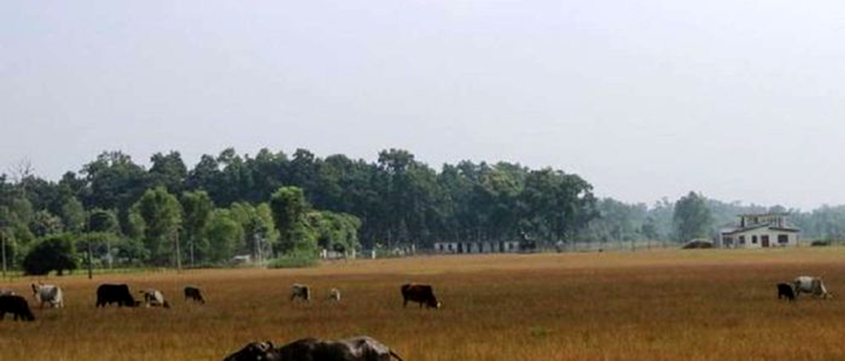 गौचरनमा परिणत महेन्द्रनगर विमानस्थल पुनः सञ्चालनमा आउने