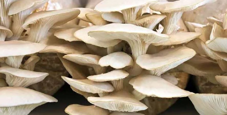 चितवनमा जंगली च्याउ खाँदा थप एक जनाको मृत्यु