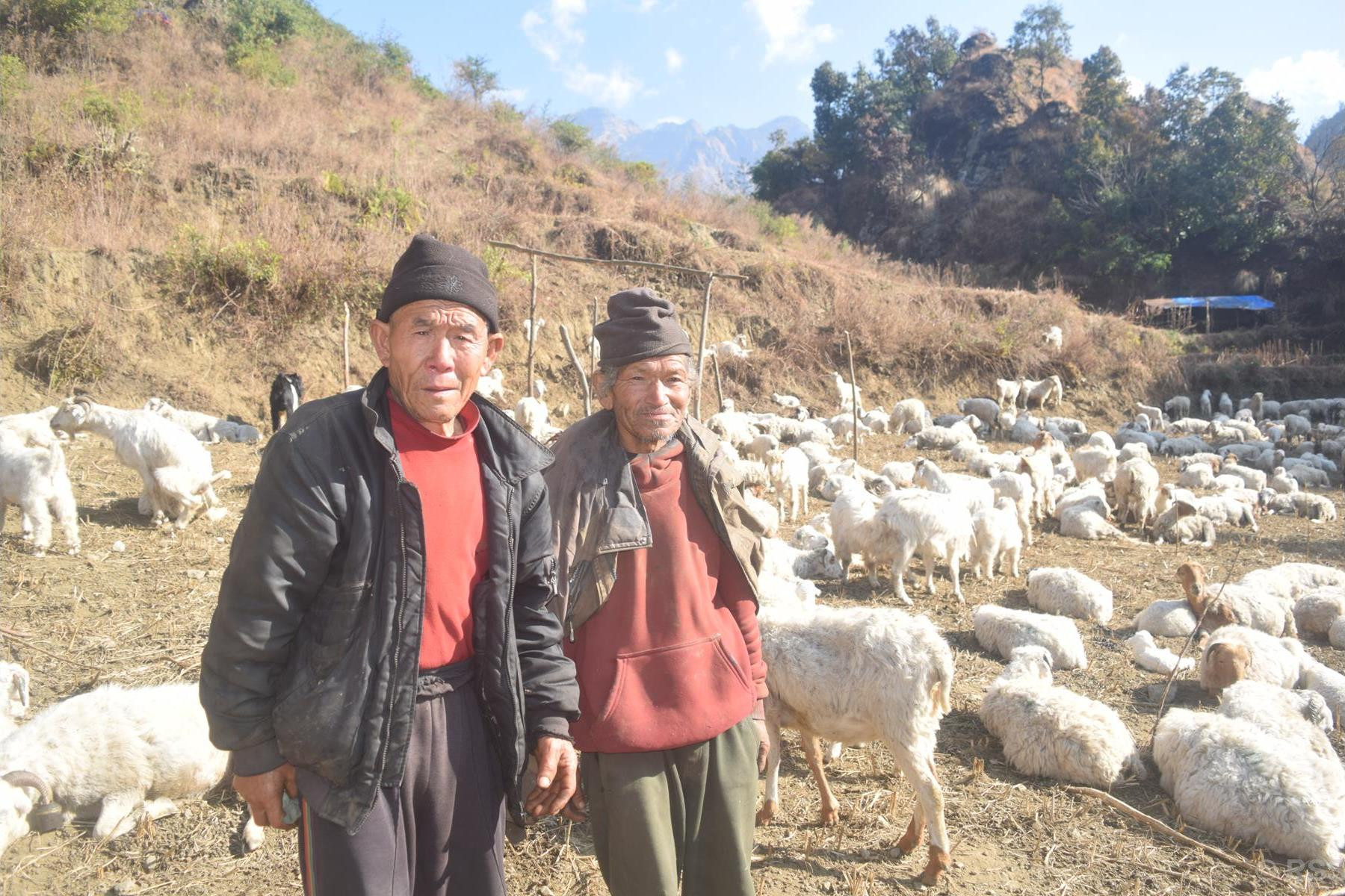 गोठमै मितेरी साइनो लगाउँदा...