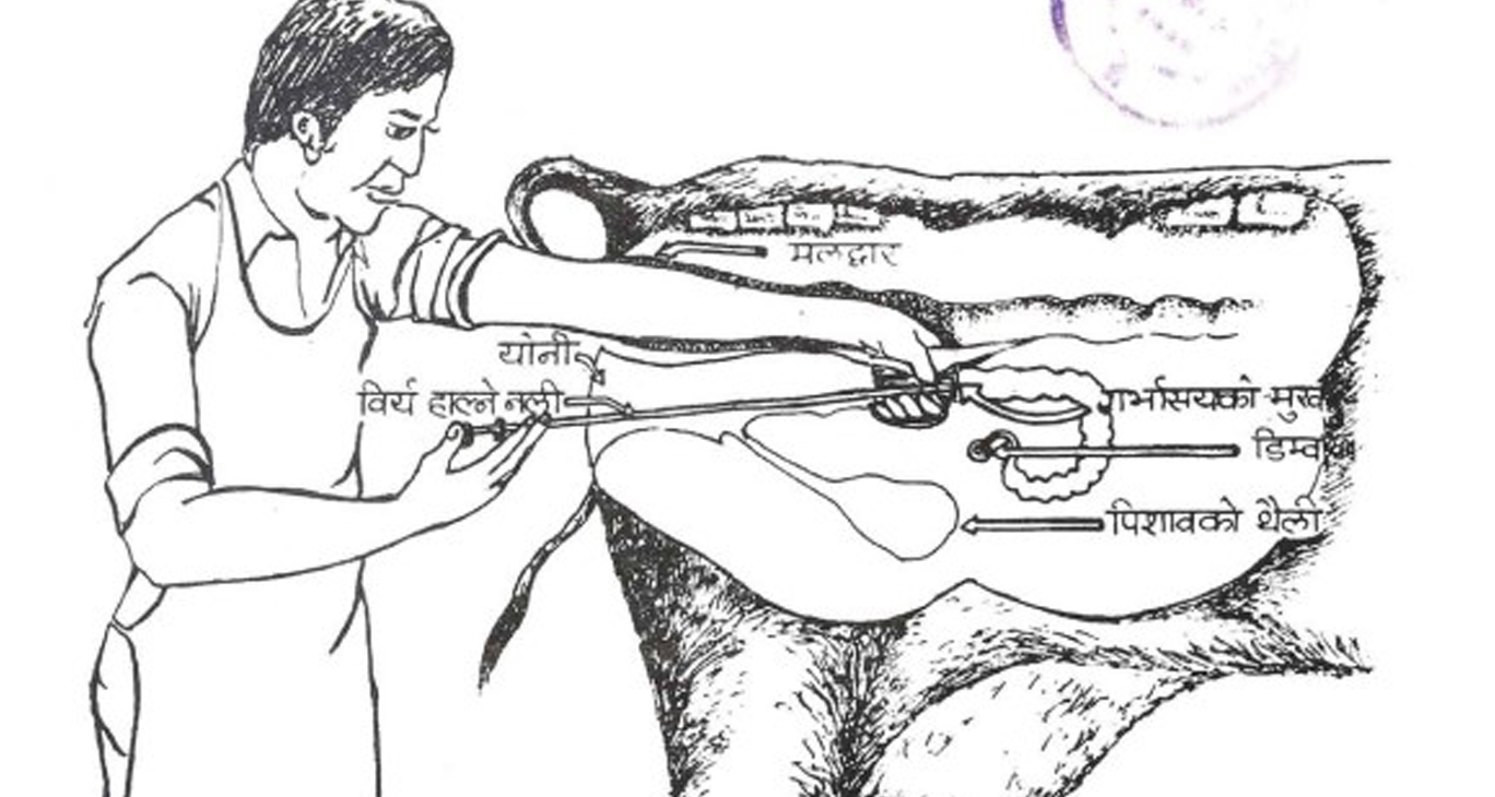 नस्ल सुधारपछि ब्याउने बाछाबाछीमा देखिन्छ भाले र पोथीको आधाआधा गुण