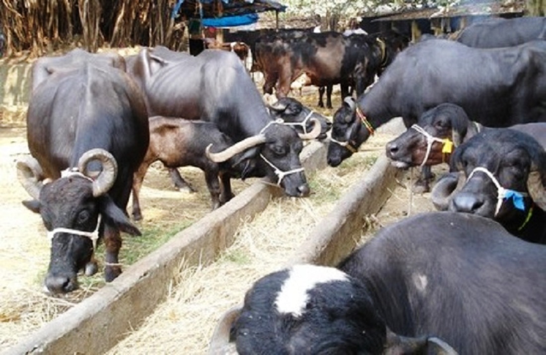 दैलेखका किसान व्यावसायिक पशुपालनतर्फ अग्रसर 