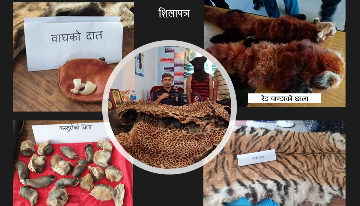 निषेधाज्ञामा पनि रोकिएन वन्यजन्तुको तस्करी, बर्सेनि बढ्दै छ ग्राफ 