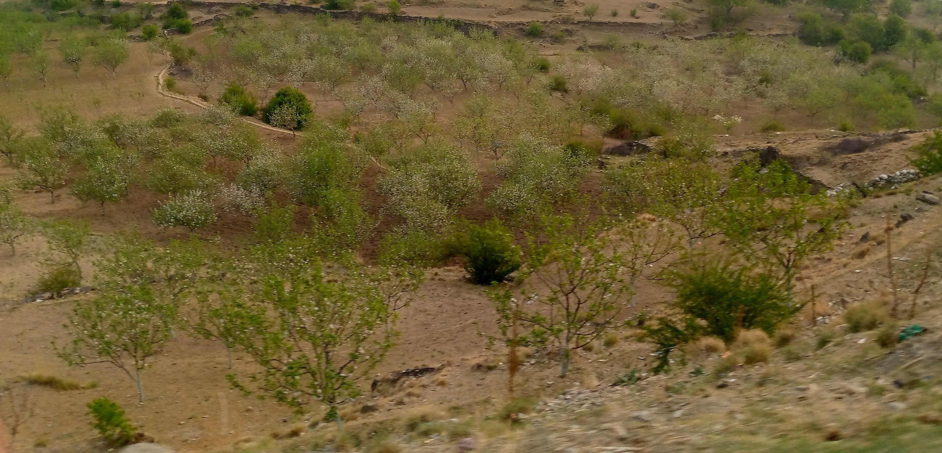 जुम्लाका बगैँचामा स्याउ फुल्न थाल्यो