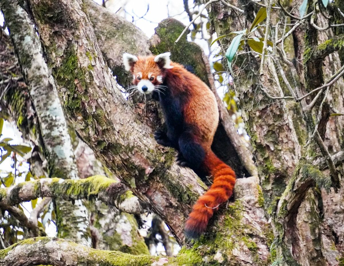 red-panda-1746344767.JPG