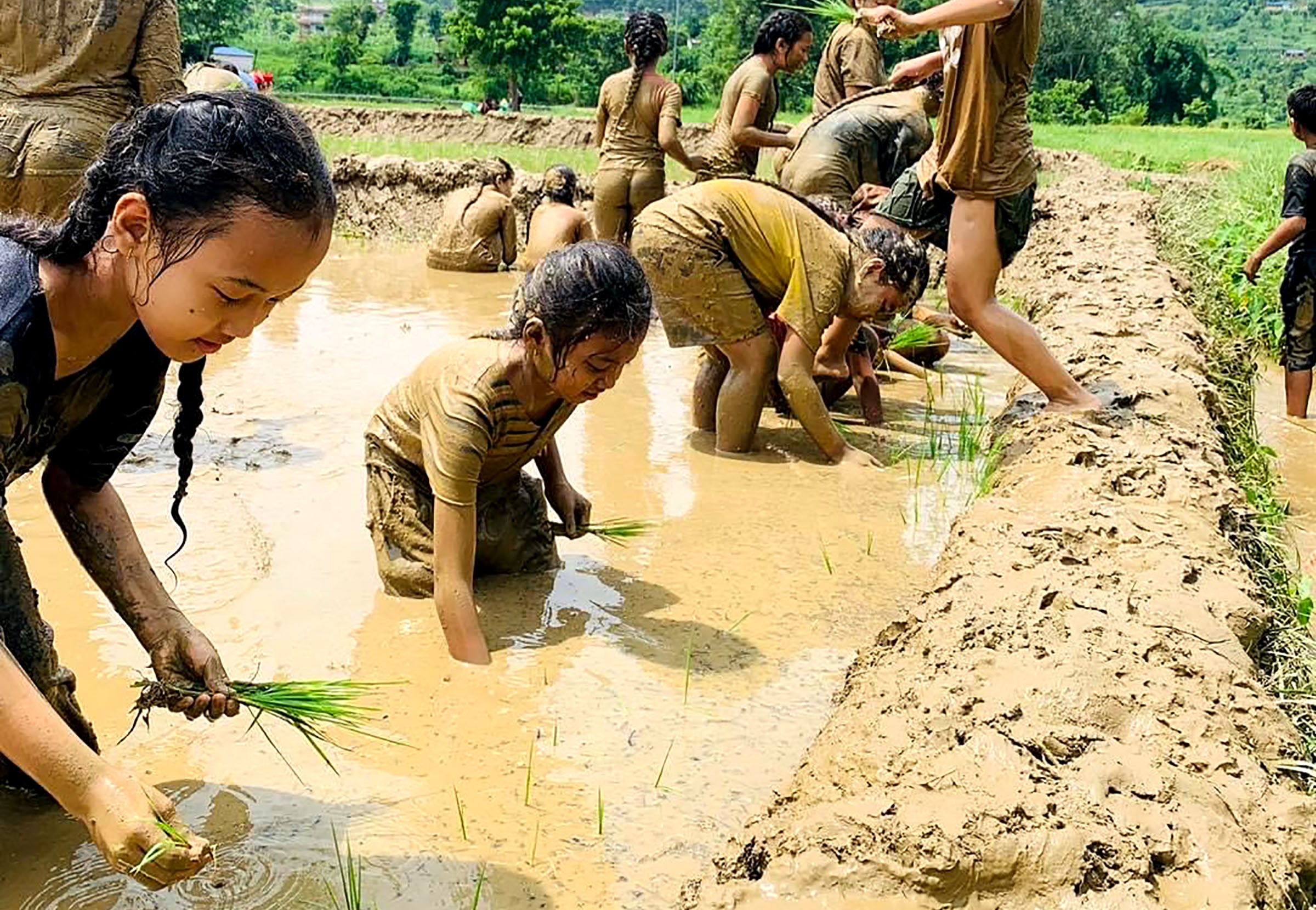 सिँचाइ नहुँदा किसानलाई आकाशे पानीकै भर, ५० प्रतिशत रोपाइँ मनसुनी वर्षाकै भरमा