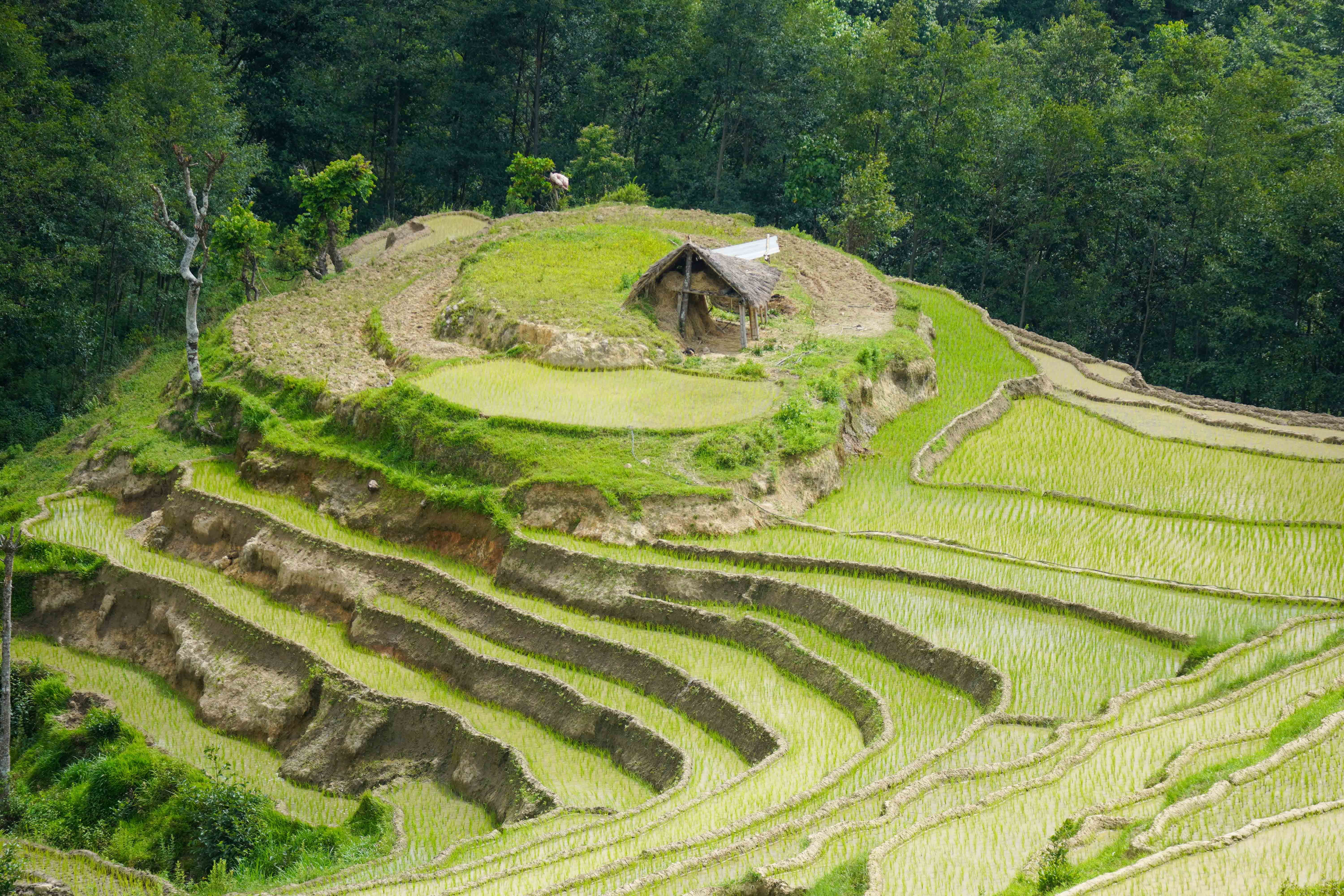 ropai-pachthar--(17)-1751213125.JPG