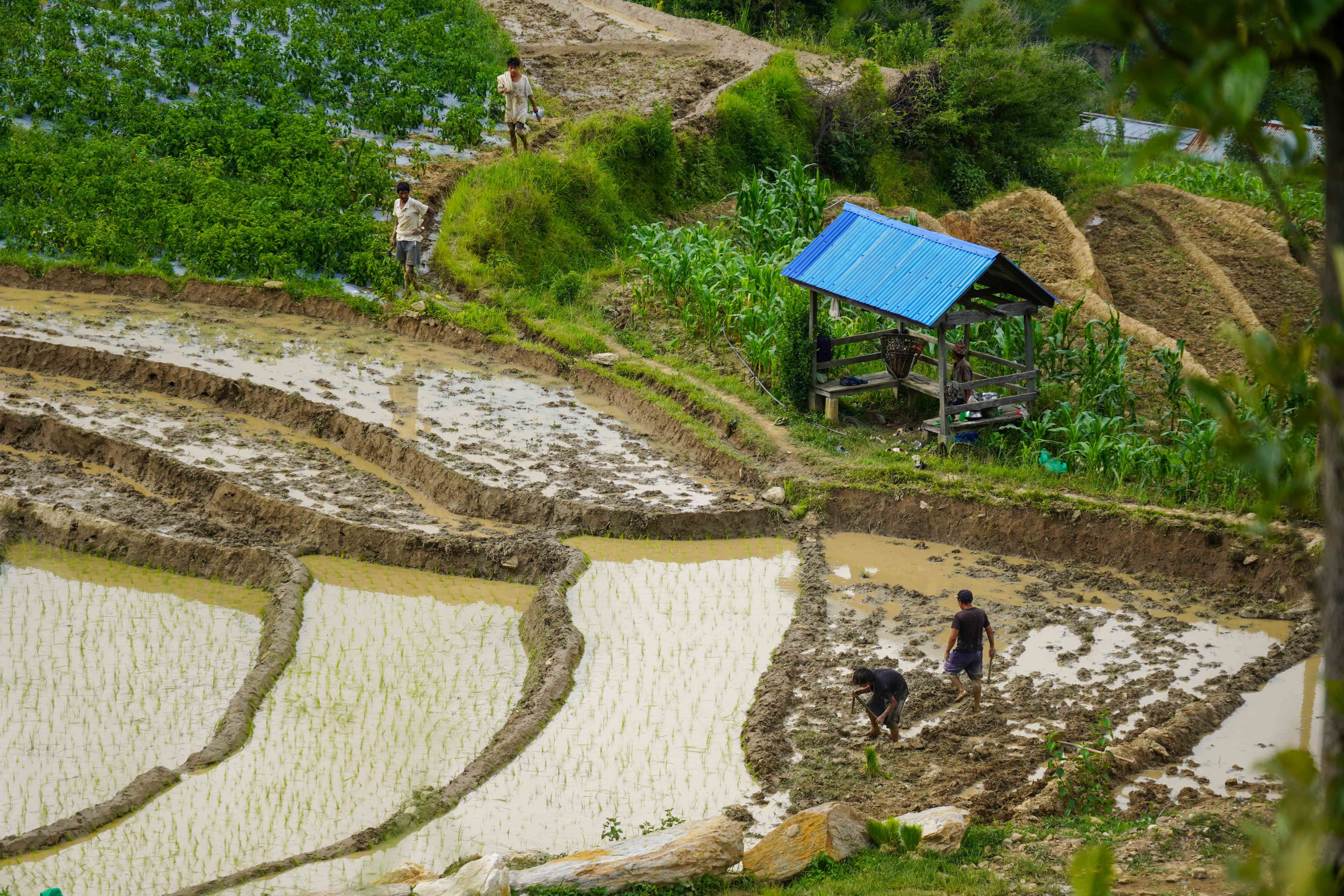 ropai-pachthar--(21)-1751213137.JPG