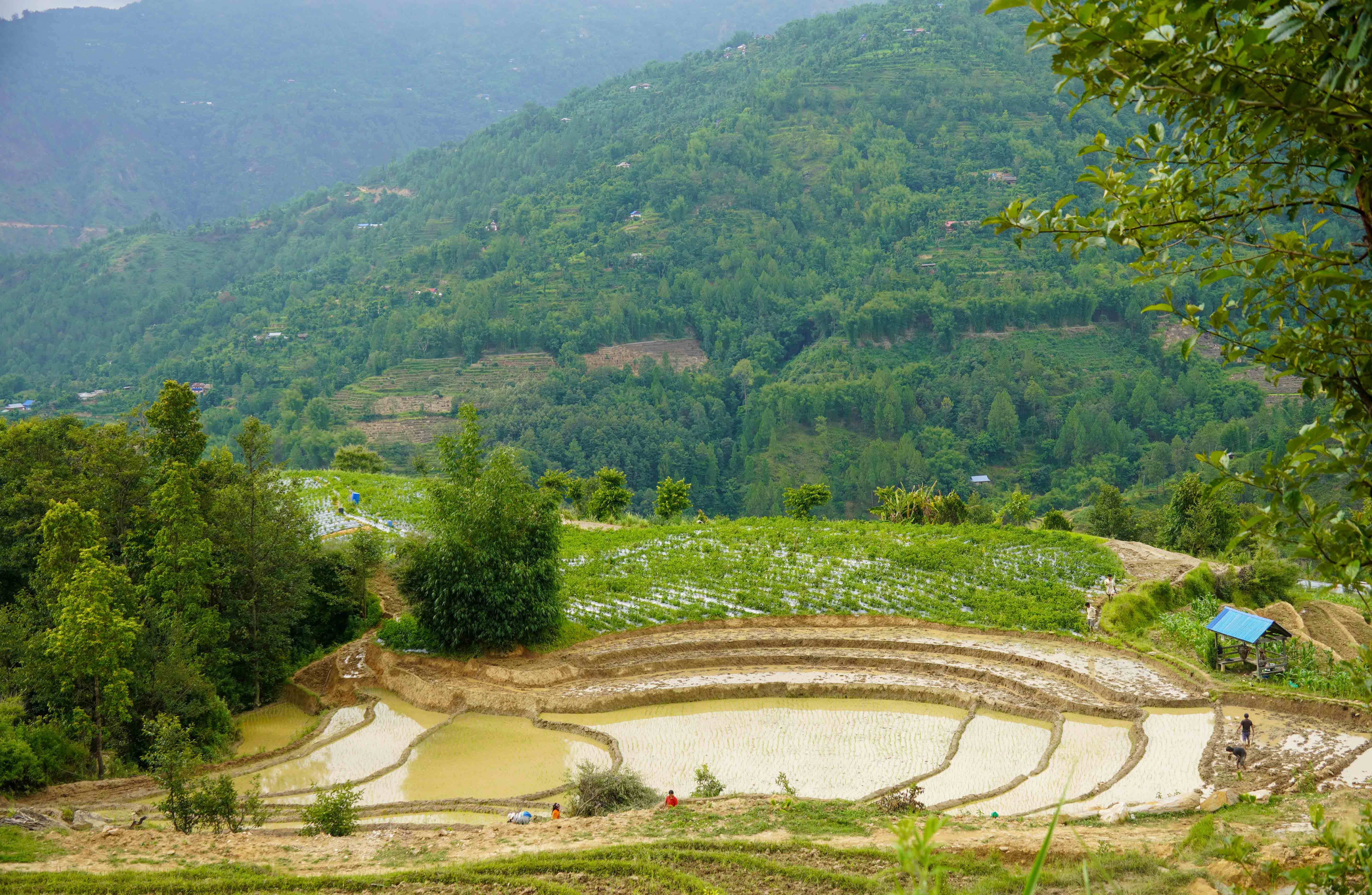 ropai-pachthar--(22)-1751213142.JPG