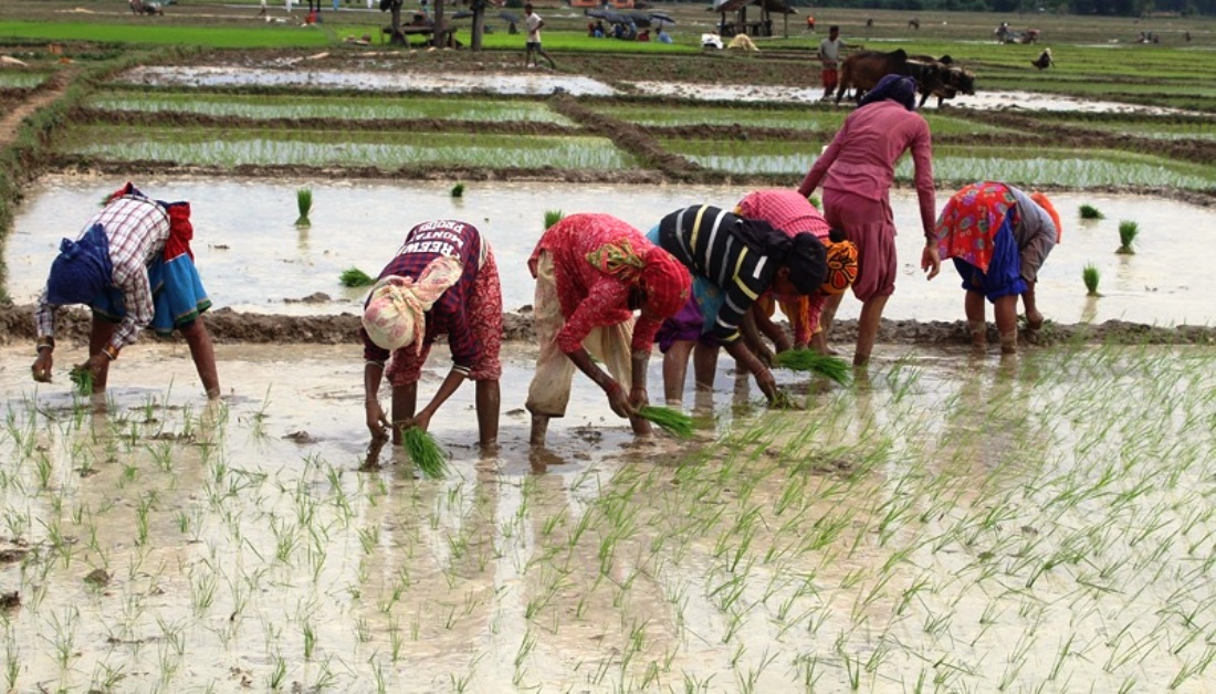 बागमती प्रदेशमा ८८ प्रतिशत धान रोपाइँ