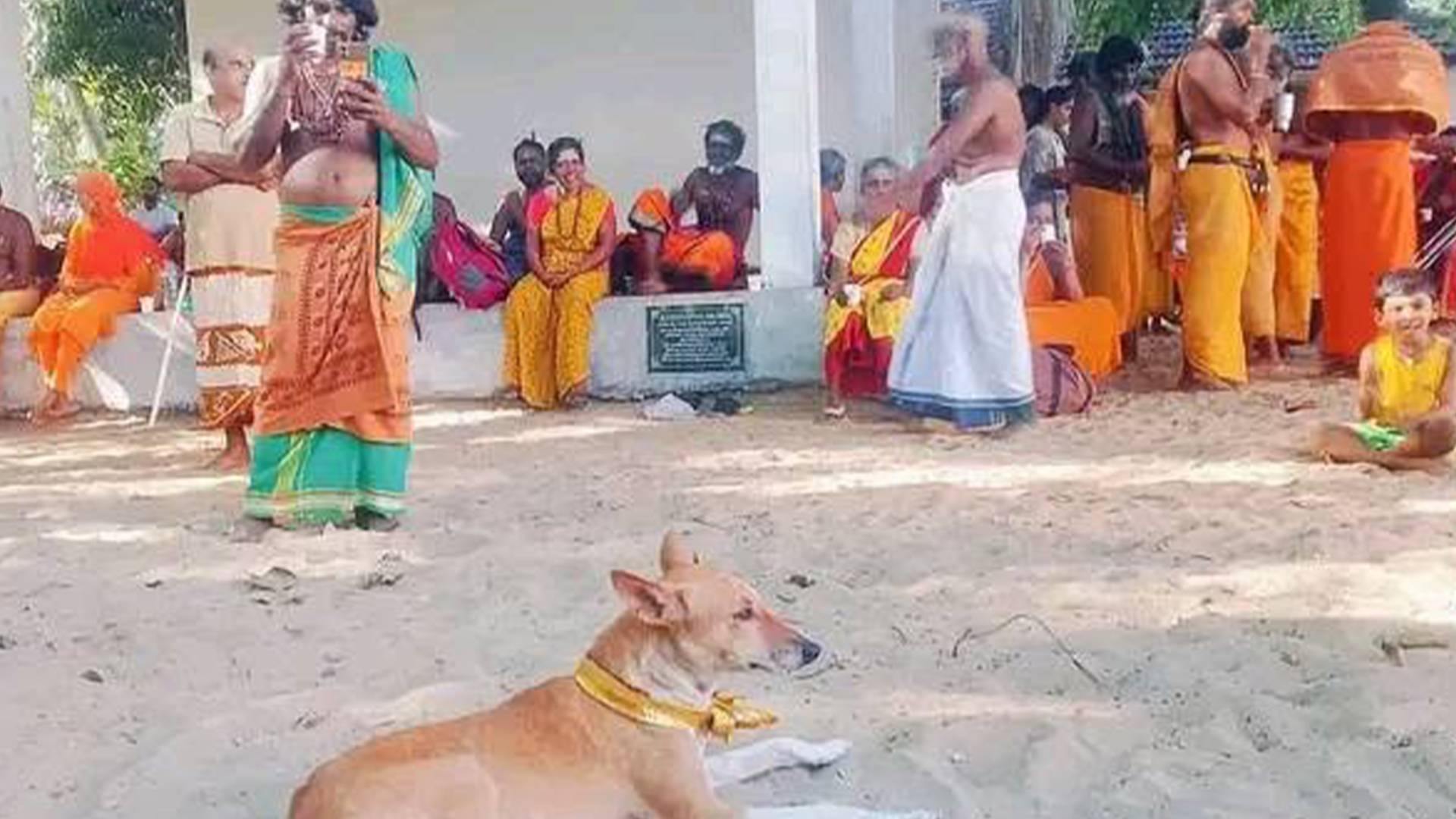 shreelanka-dog-1791530508.jpg