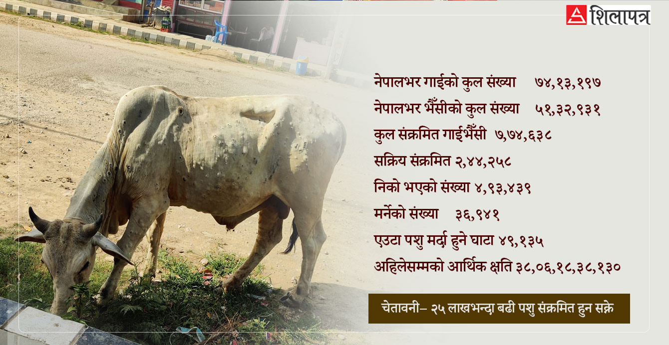 गाउँगाउँमा लम्पी स्किन महामारीकाे त्रासः मरे ३७ हजार गाईभैँसी, २५ लाख पशु संक्रमित हुने चेतावनी