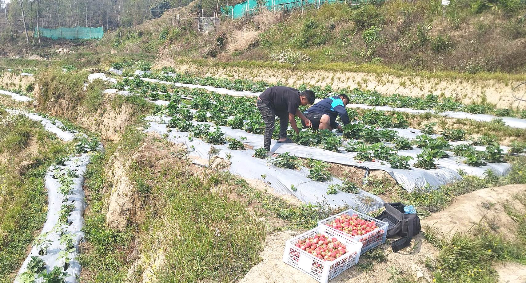 स्ट्रबेरीको माग देखेर उत्साहित छन् कमल