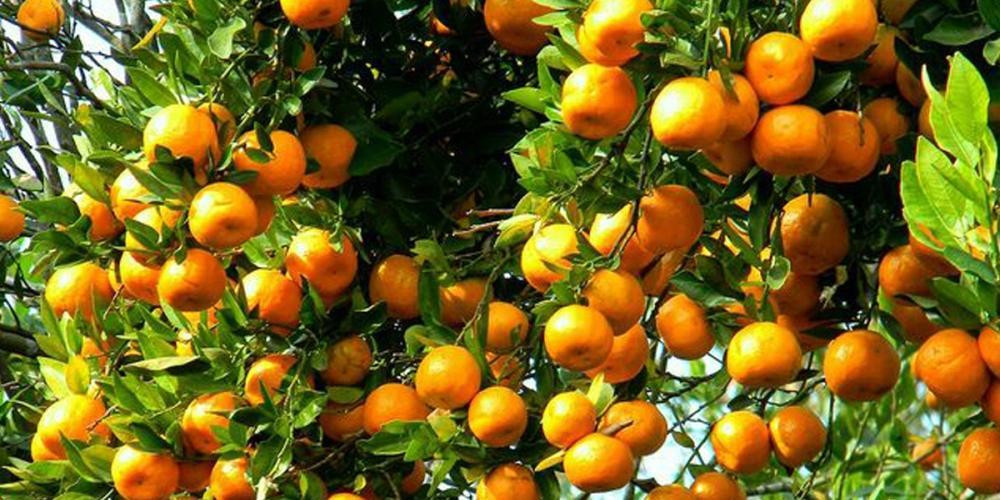 काभ्रेको सुन्तलामा ‘सूक्ष्म खाद्यतत्त्व’को अभाव, उपचार थालियो