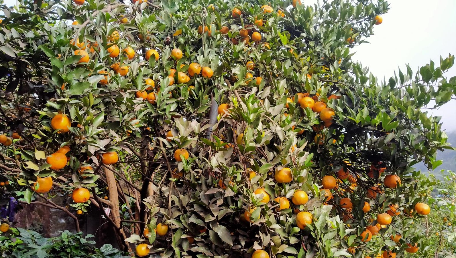 सुन्तला खेतीमा जलवायु परिवर्तनको प्रभाव