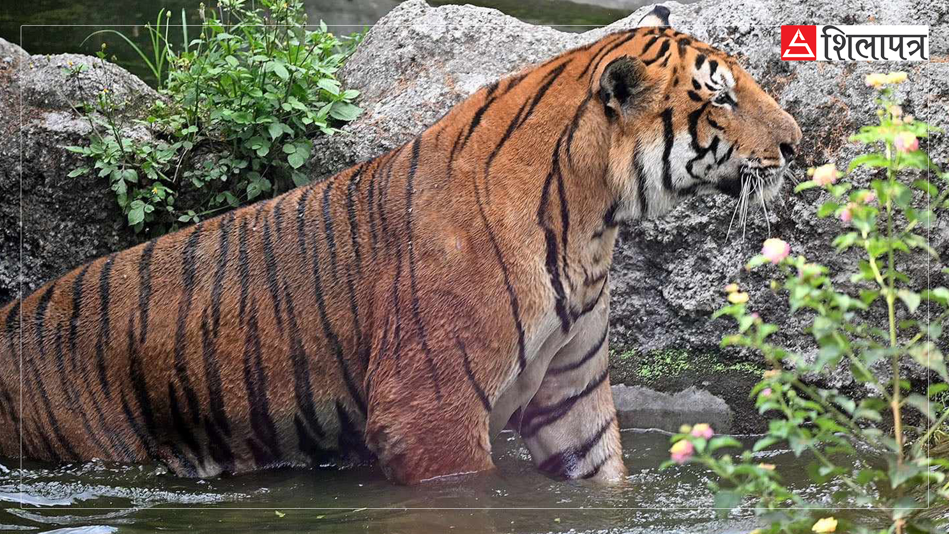 tiger-in-zoo-jawalakhel-(10)-1717913037.jpg