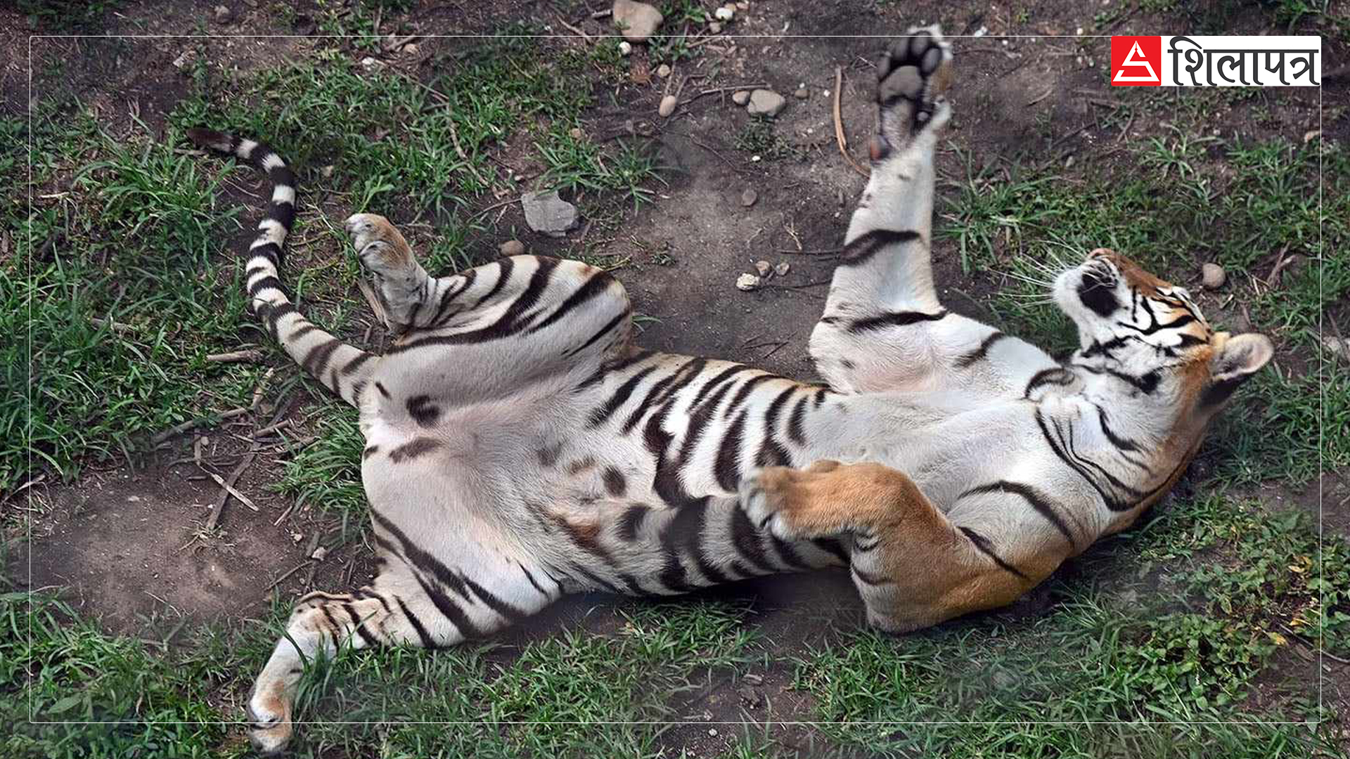 tiger-in-zoo-jawalakhel-(11)-1717913038.jpg