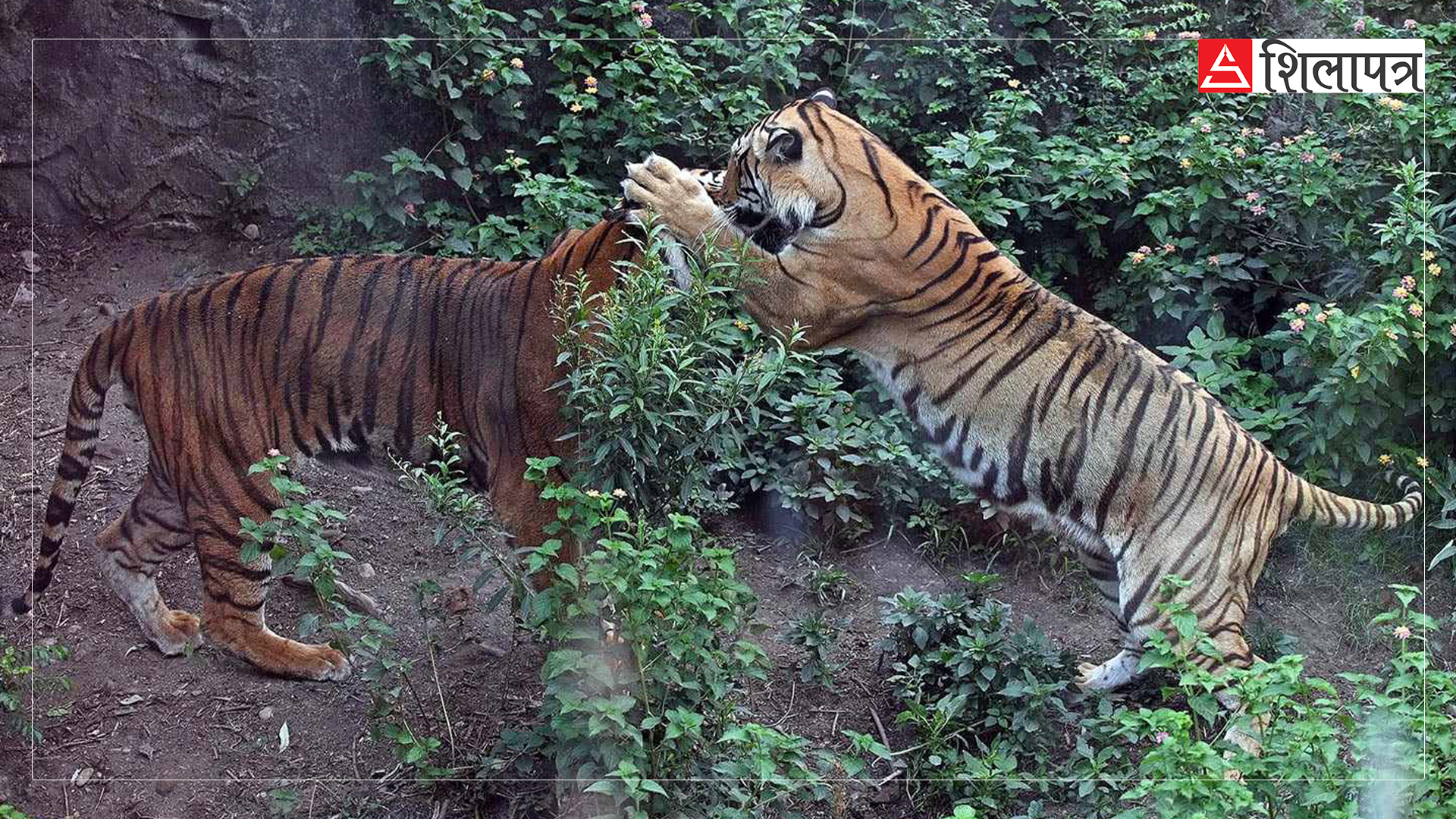 tiger-in-zoo-jawalakhel-(2)-1717912977.jpg