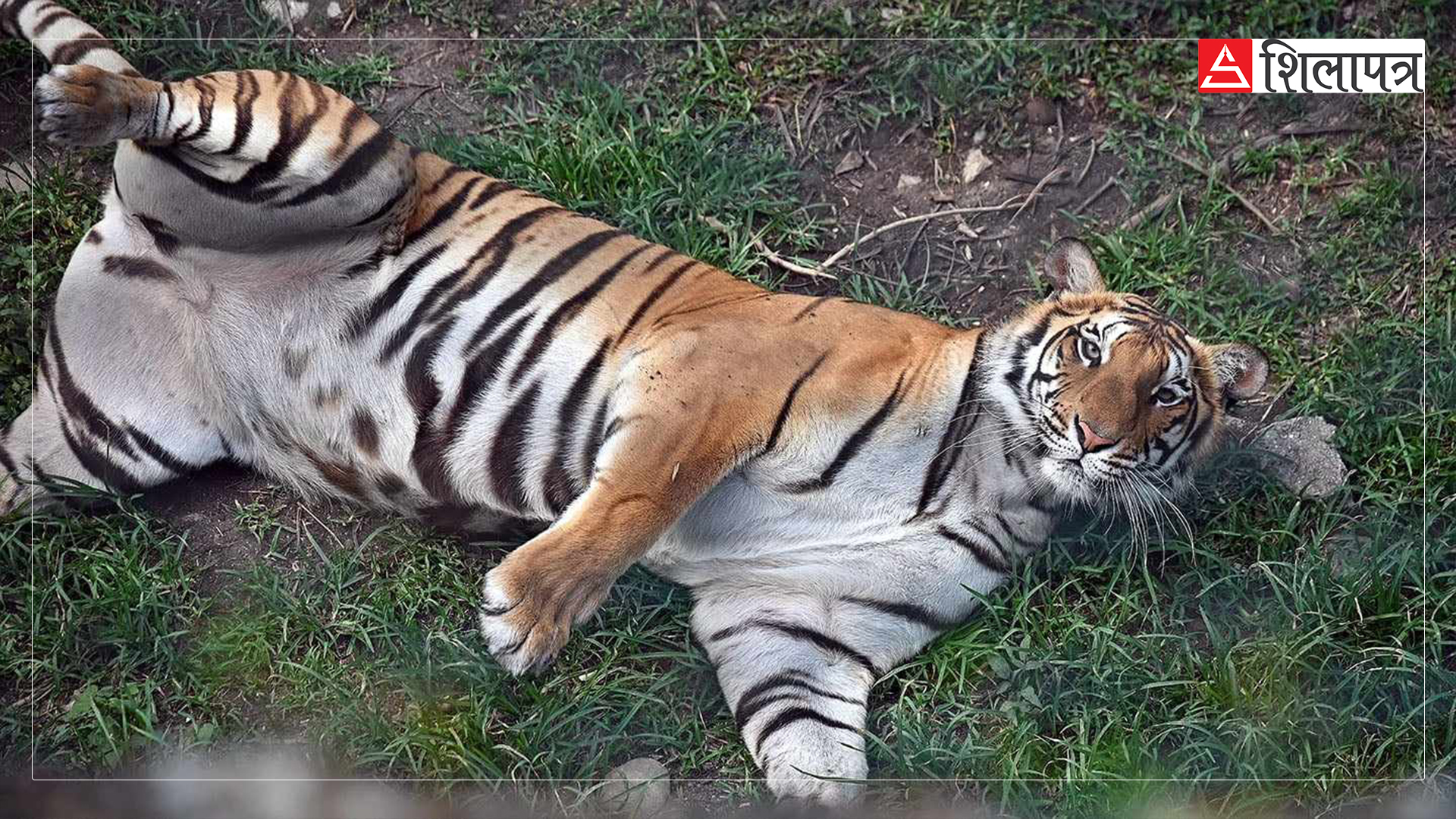 tiger-in-zoo-jawalakhel-(3)-1717912976.jpg