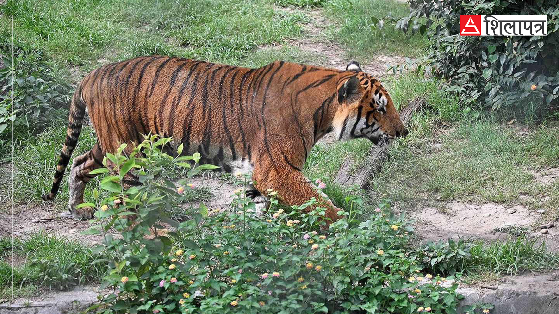 tiger-in-zoo-jawalakhel-(4)-1717912978.jpg