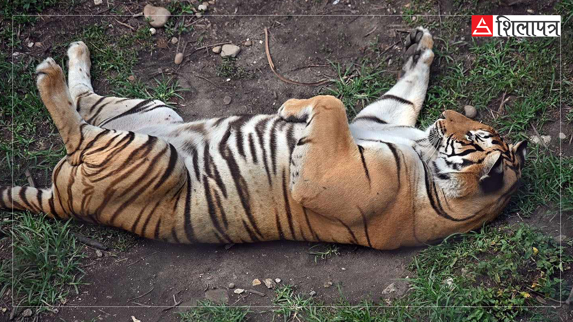 tiger-in-zoo-jawalakhel-(5)-1717912978.jpg