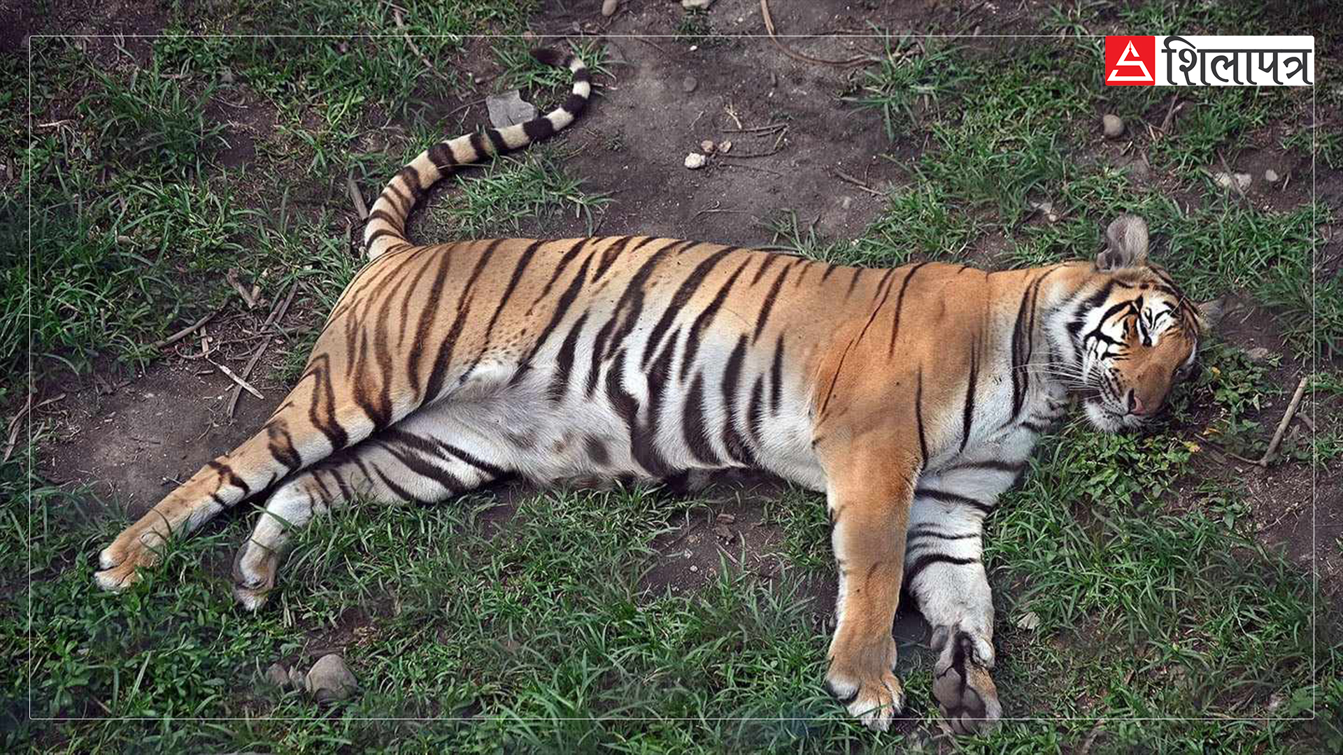 tiger-in-zoo-jawalakhel-(6)-1717913035.jpg