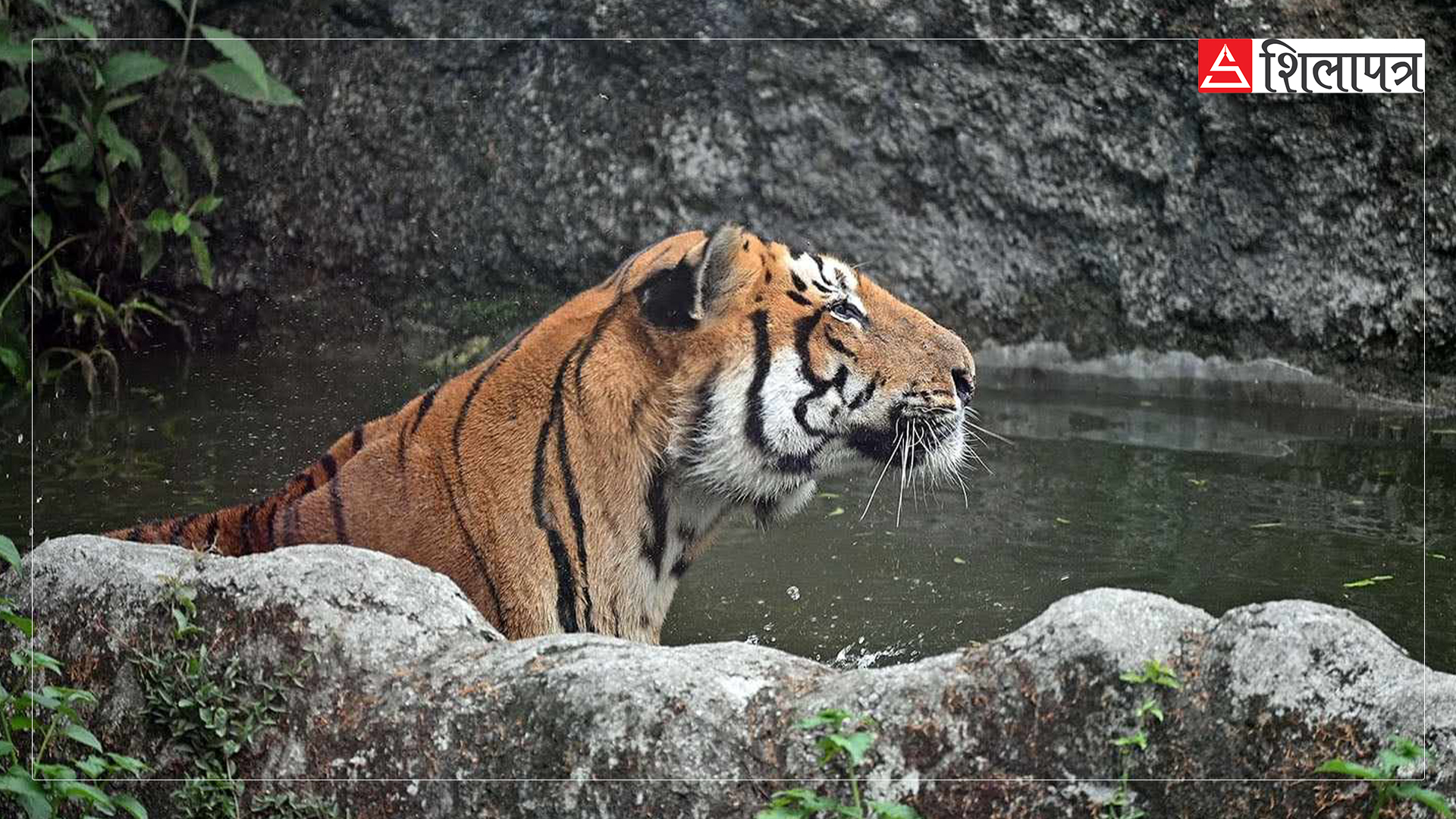 tiger-in-zoo-jawalakhel-(7)-1717913035.jpg