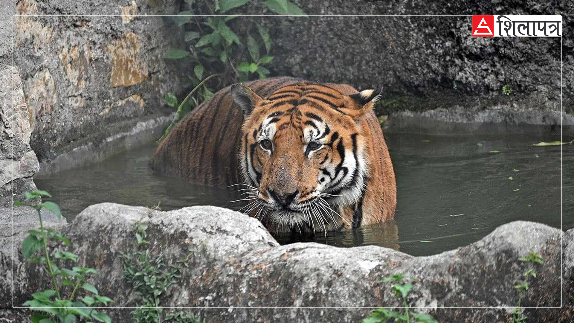 tiger-in-zoo-jawalakhel-(8)-1717913036.jpg